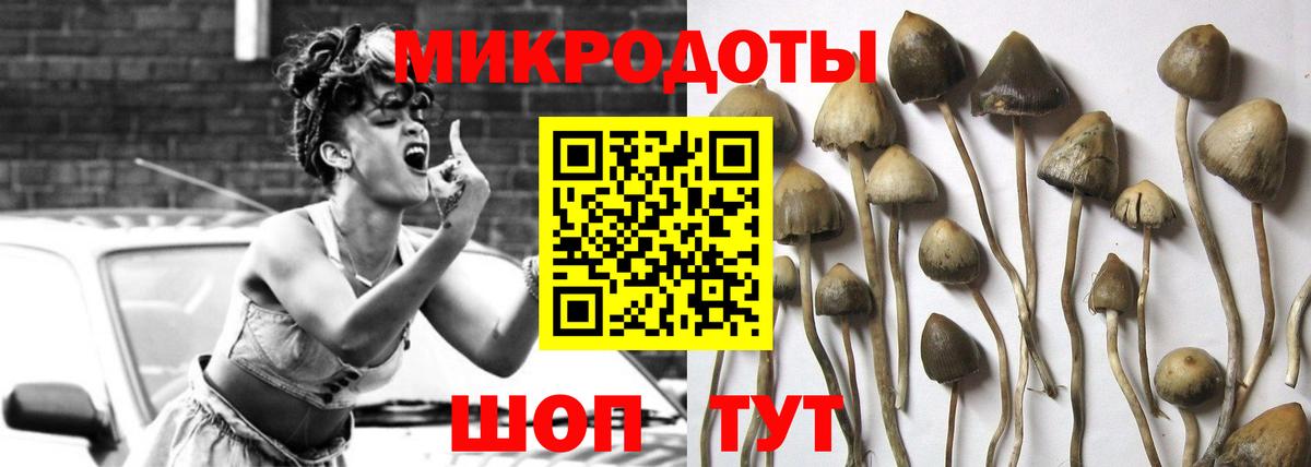 Галлюциногенные грибы Psilocybe Волжск